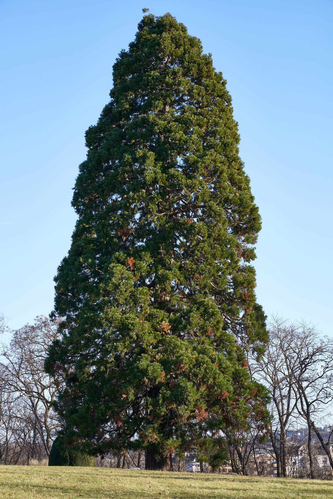 sequoia tree needles