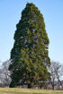 Picture of Giant Sequoia
