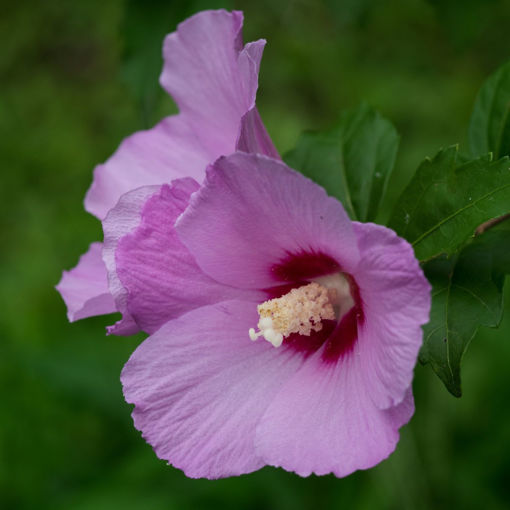 Picture of Rose-of-Sharon