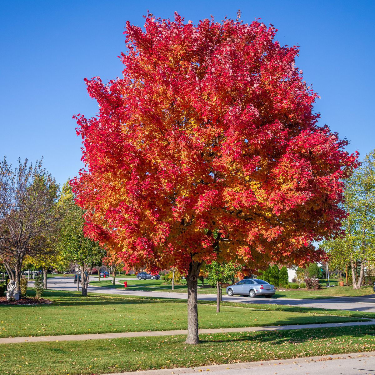 Redpointe Maple Trees for Sale – FastGrowingTrees.com