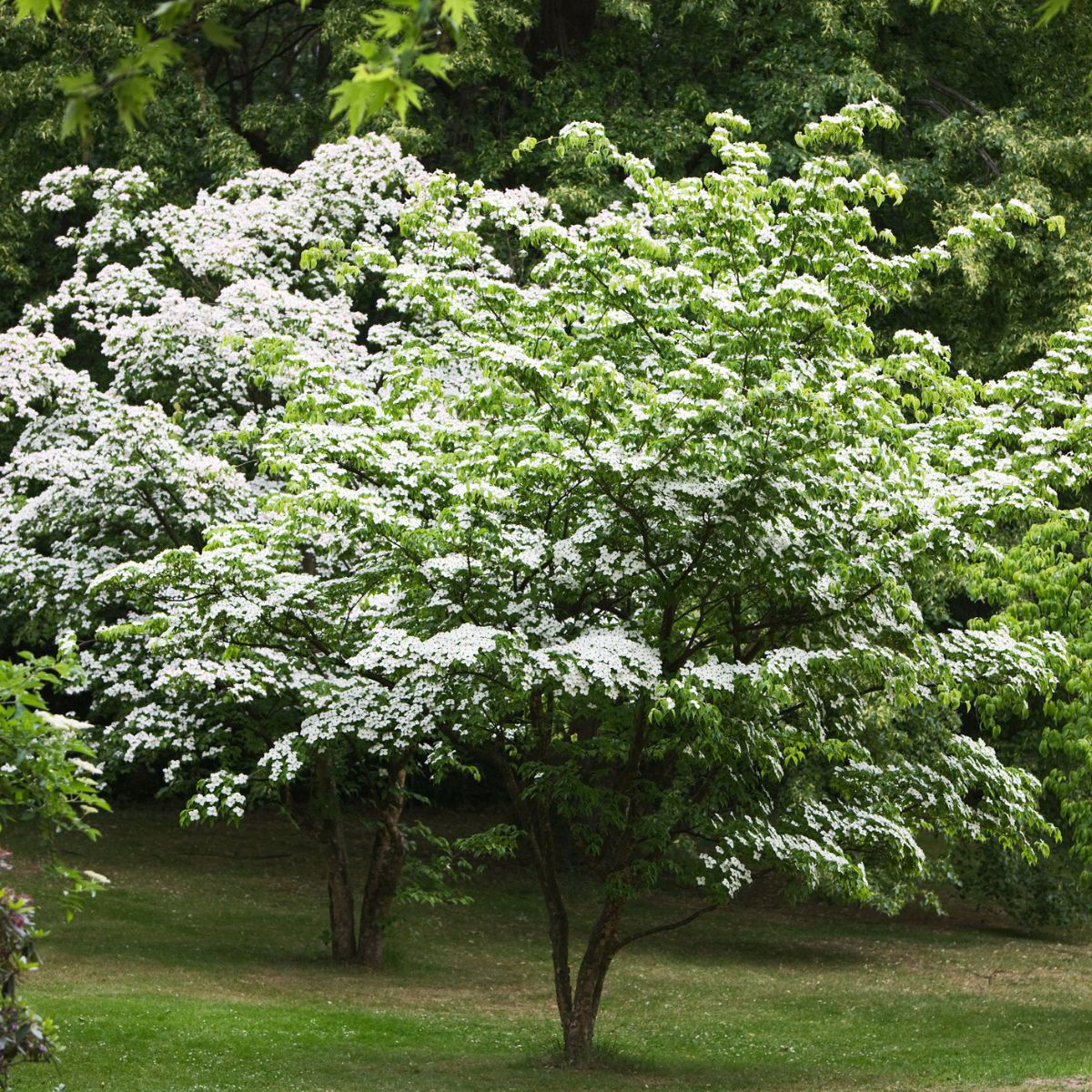 Image of Kousa dogwood tree in a forest