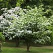 Picture of Kousa Dogwood