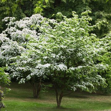 Picture of Kousa Dogwood