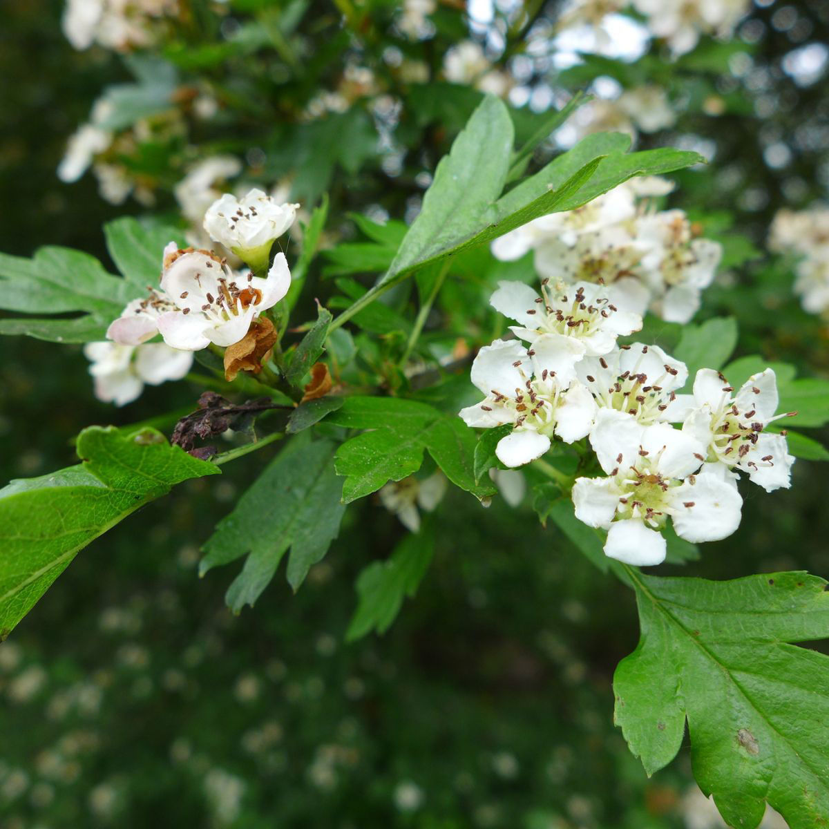 Buy affordable Washington Hawthorn trees at our online nursery - Arbor Day  Foundation