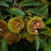 Picture of Chinese Chestnut