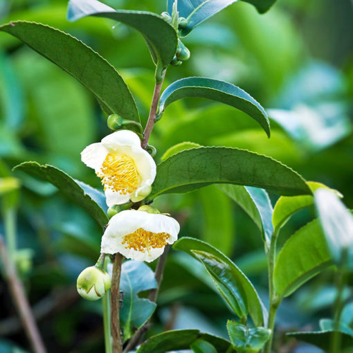 Picture of Tea Camellia