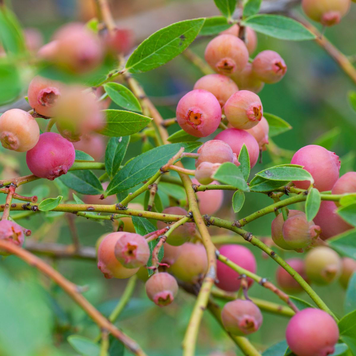 Pink Lemonade Blueberry Bushes for Sale at Arbor Day's Online Tree Nursery  - Arbor Day Foundation