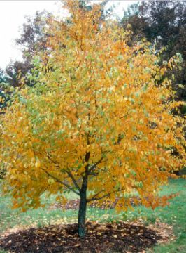 Buy Trees Online – Shop the Arbor Day Tree Nursery