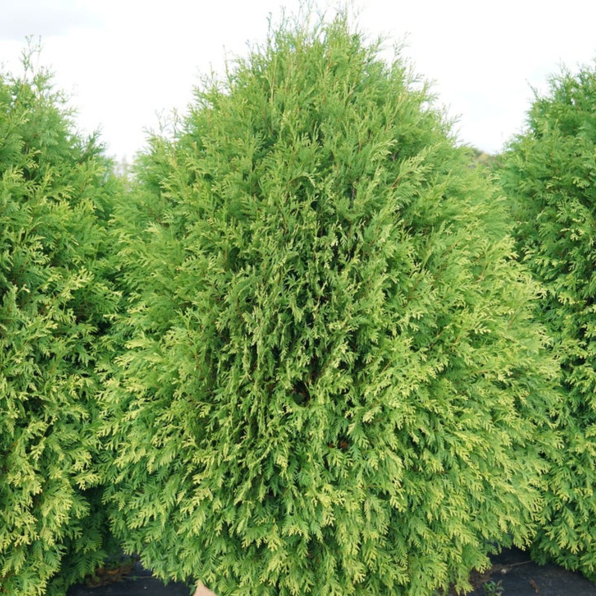 Cheer Drops Arborvitae for Sale at Arbor Day's Online Tree Nursery ...