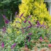 Picture of 'Miss Violet' Butterfly Bush 