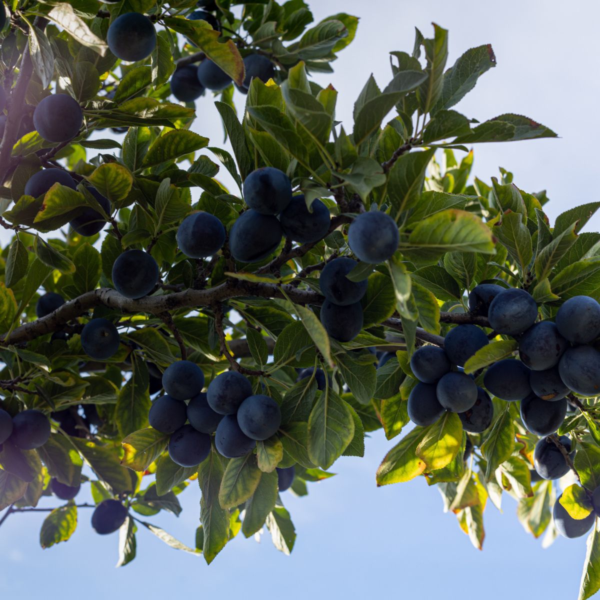 Black Ice® Plum Trees for Sale at Arbor Days Online Tree Nursery - Arbor  Day Foundation