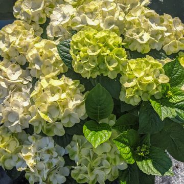 Picture of Grin and Tonic™ Hydrangea