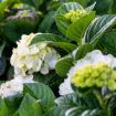 Picture of Grin and Tonic™ Hydrangea