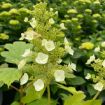Picture of Toy Soldier™ Hydrangea 