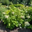 Picture of Toy Soldier™ Hydrangea 