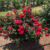 Picture of Cinnamon Hearts™ Rose