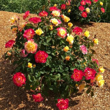 Peach Lemonade® Rose bushes for Sale at Arbor Day's Online Tree Nursery ...