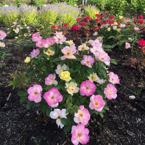 Double Pink Knock Out® Rose