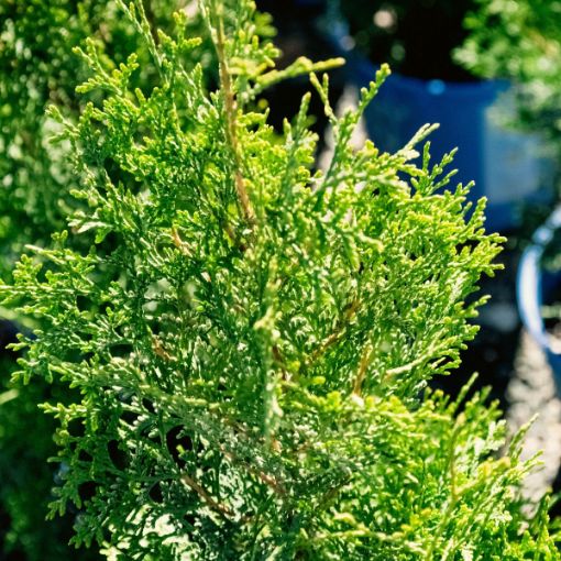 Private Jet™ Arborvitae Trees for Sale at Arbor Day's Online Tree ...