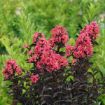 Picture of Center Stage® Coral Crapemyrtle