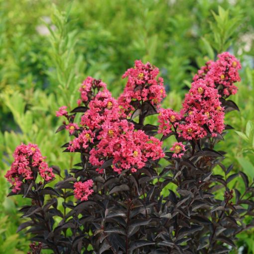 Crapemyrtle (Crape Myrtle)