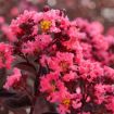 Picture of Center Stage® Coral Crapemyrtle