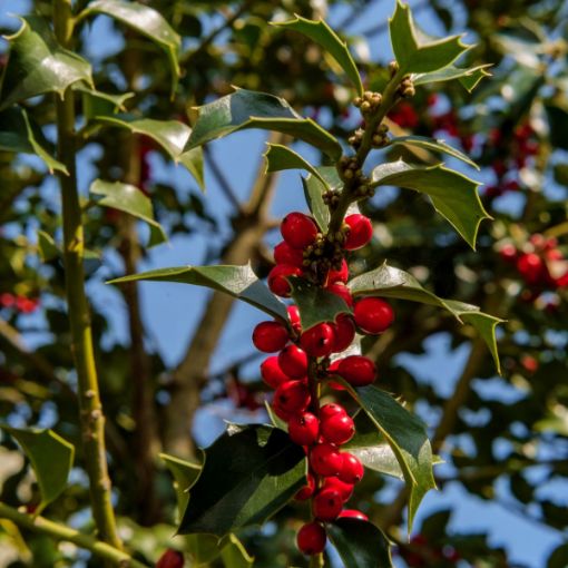 Picture of American Holly