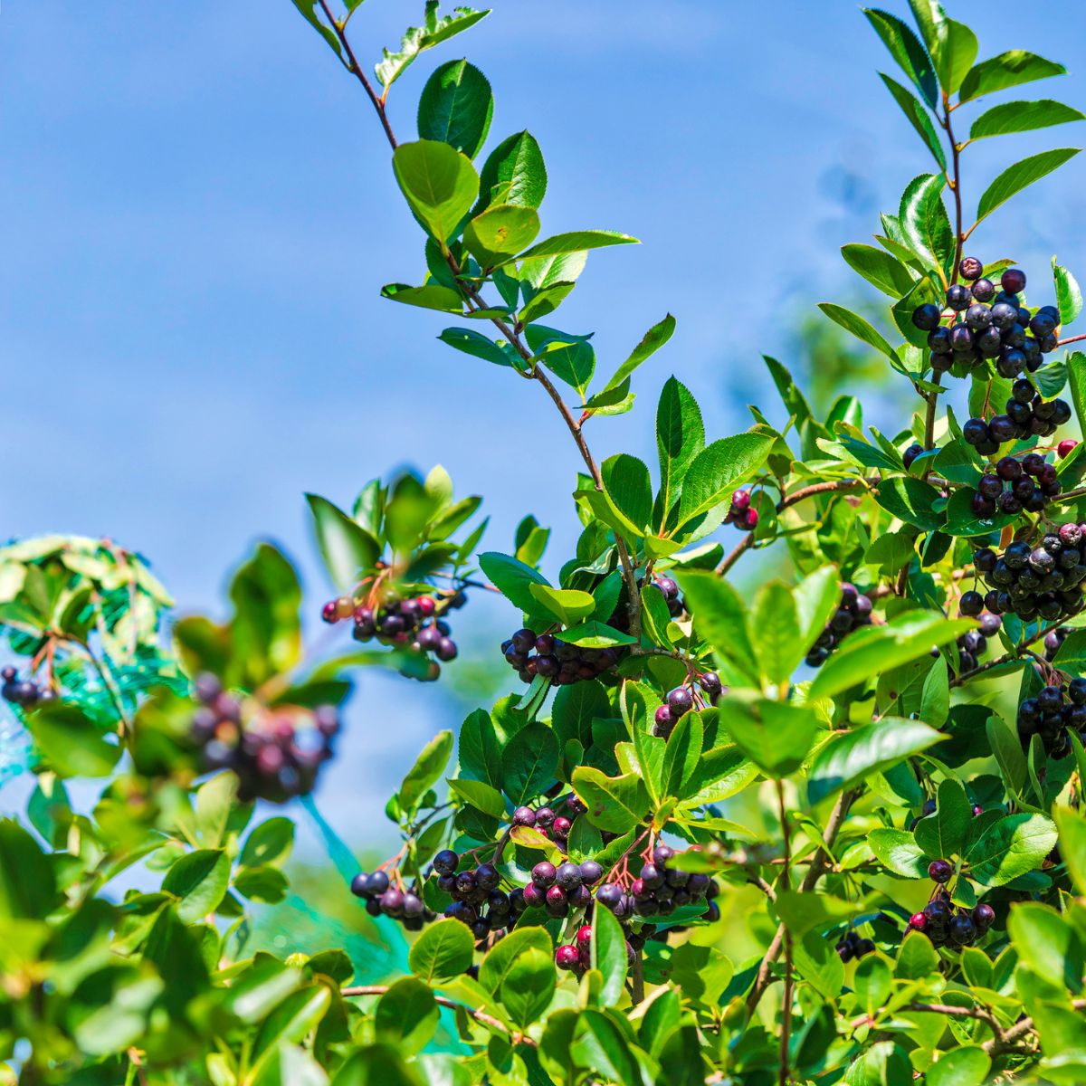 Next spring, plant a 'holiday berry patch' with white, red and purple  berries