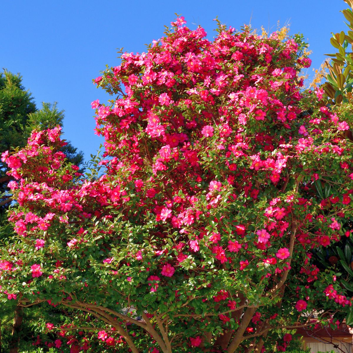 Sasanqua Camellias for Sale at Arbor Day's Online Tree Nursery