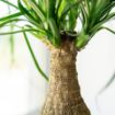 Picture of Ponytail Palm 