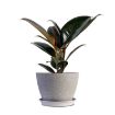 Picture of Burgundy Rubber Tree