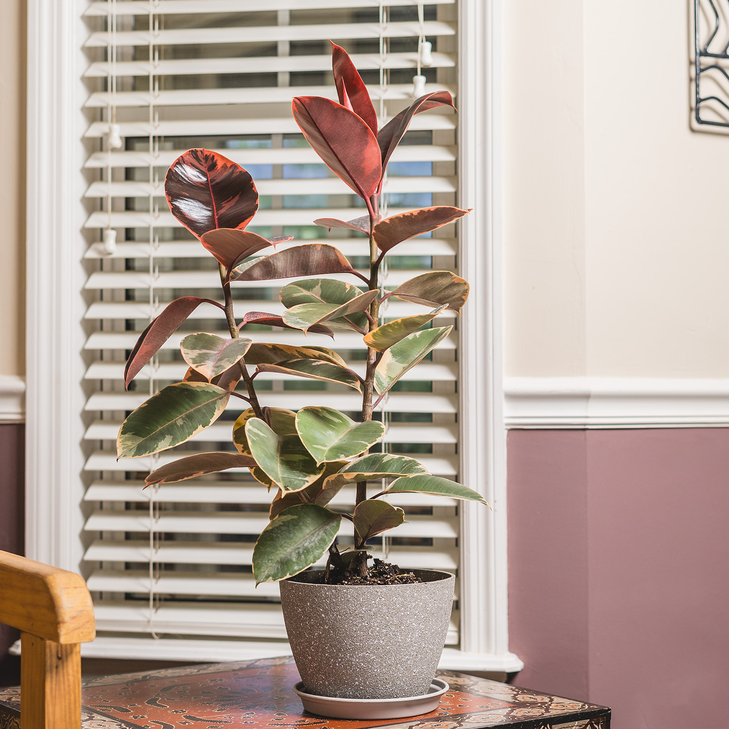 Ruby Variegated Rubber Tree - House and Patio Trees from the Arbor Day Tree  Nursery - Arbor Day Foundation