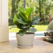 Picture of Fiddle Leaf Fig