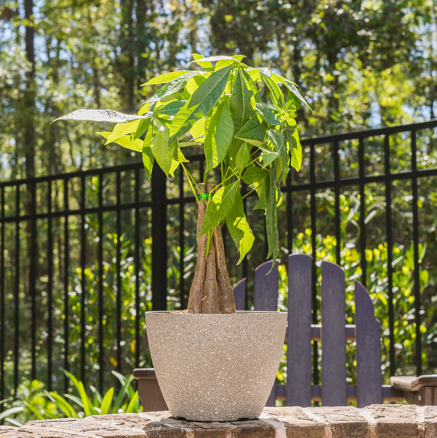 Money Tree - House and Patio Trees from the Arbor Day Tree Nursery