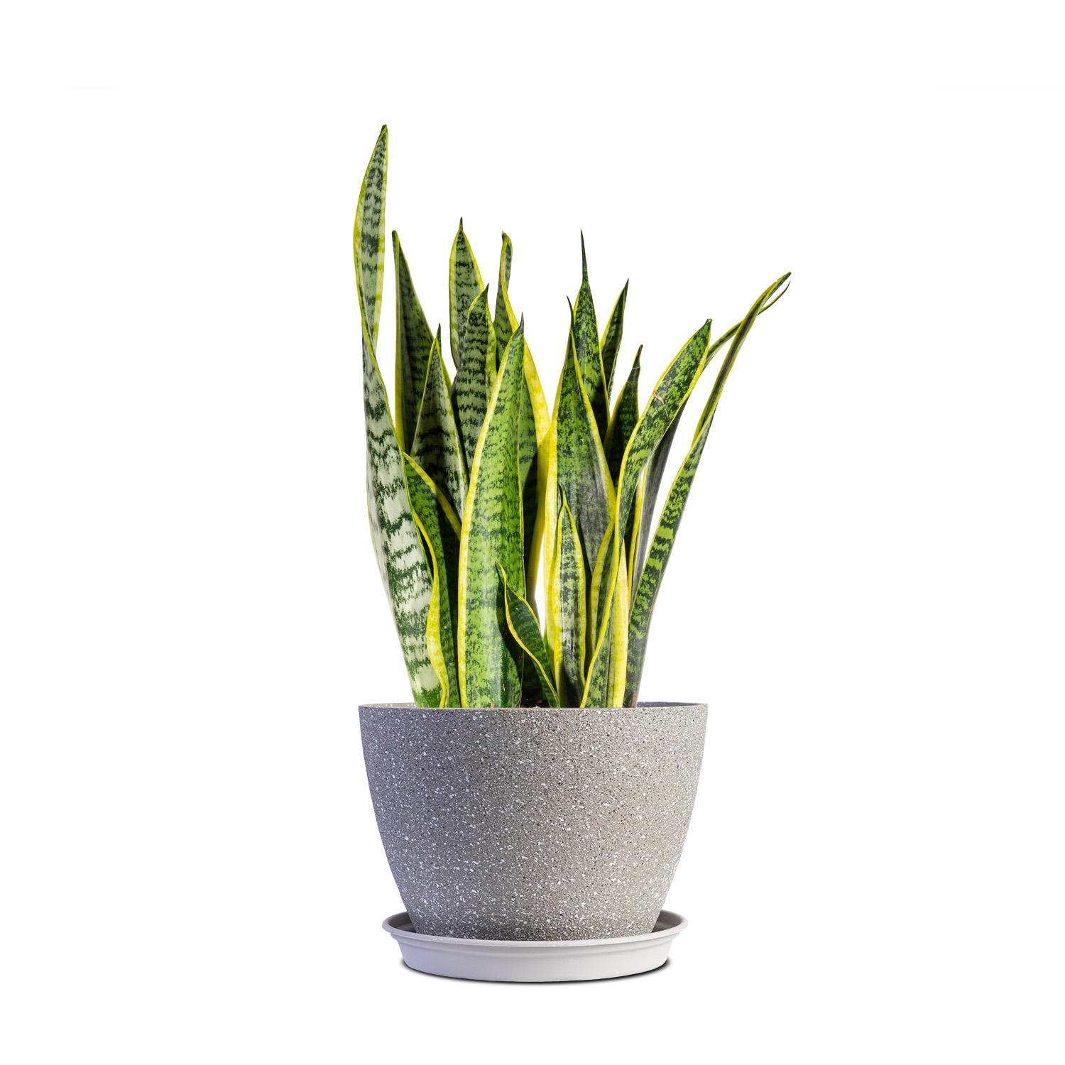 Snake Plant