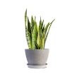 Picture of Snake Plant