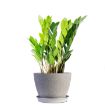 Picture of ZZ Plant