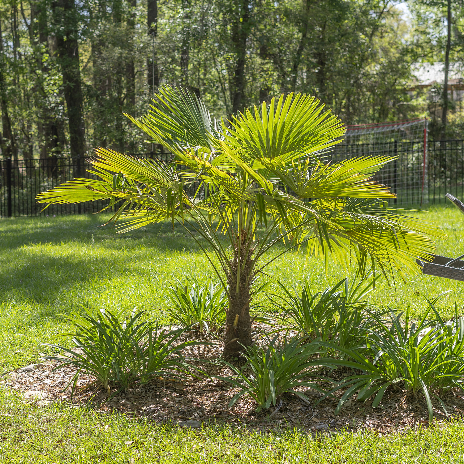 Windmill Palm Tree Root System