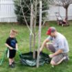 Picture of Tree Care - TreeBuddy Watering System, 15 Gallons