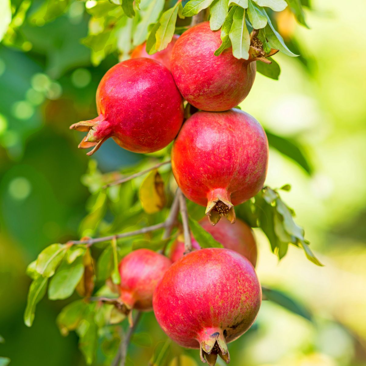 Russian Pomegranate Trees for Sale at Arbor Days Online Tree Nursery 