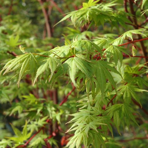 Japanese Sango Kaku Maple Trees for Sale at Arbor Day's Online Tree ...