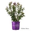 Picture of First Editions® Purple Magic Crapemyrtle