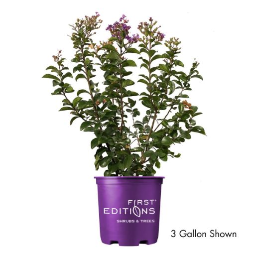 First Editions® Purple Magic Crapemyrtle - Arbor Day Foundation