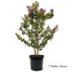 Picture of First Editions® Purple Magic Crapemyrtle
