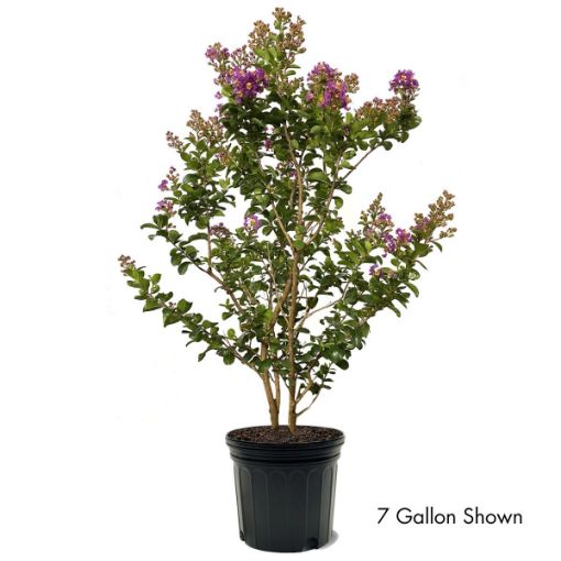 First Editions® Purple Magic Crapemyrtle - Arbor Day Foundation