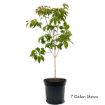 Picture of White Dogwood