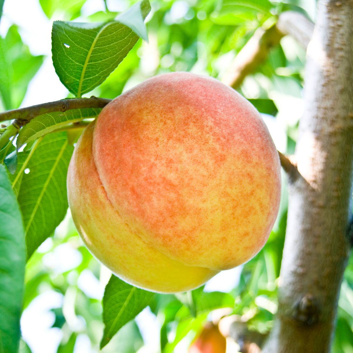 Belle of Georgia Peach Tree