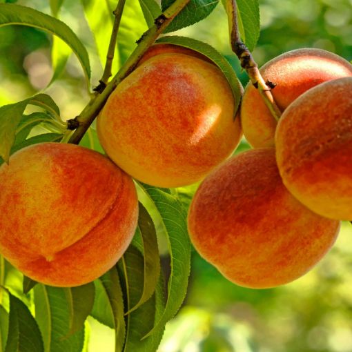 Picture of June Gold Peach