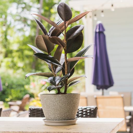 Burgundy Rubber Tree - House and Patio Trees from the Arbor Day Tree  Nursery - Arbor Day Foundation