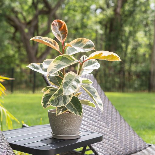 Picture of Tineke Variegated Rubber Tree